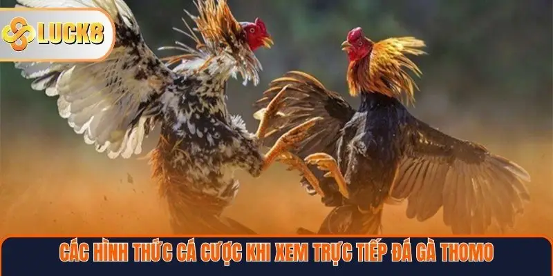 Trực Tiếp Đá Gà Thomo – Trải Nghiệm Đỉnh Cao Từ Trường Gà Campuchia 4 Các hình thức cá cược khi xem trực tiếp đá gà Thomo