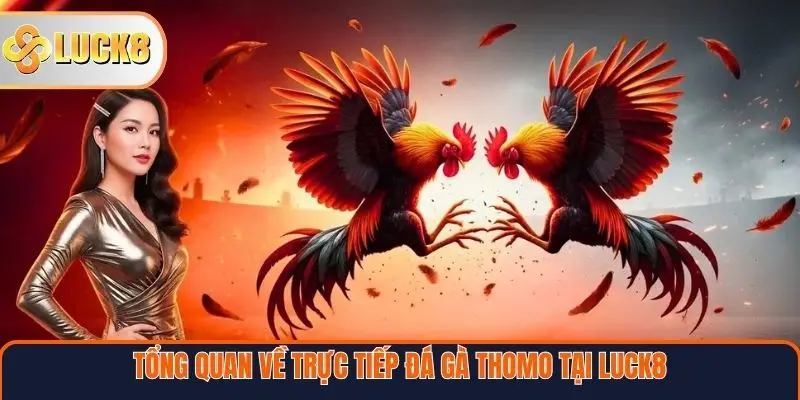 Trực Tiếp Đá Gà Thomo – Trải Nghiệm Đỉnh Cao Từ Trường Gà Campuchia 2 Tổng quan về trực tiếp đá gà Thomo tại Luck8