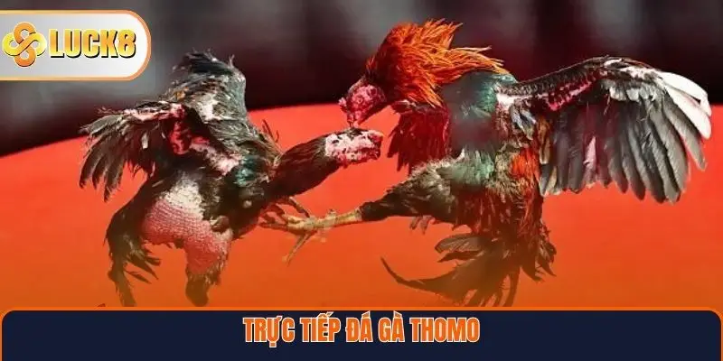 Trực Tiếp Đá Gà Thomo – Trải Nghiệm Đỉnh Cao Từ Trường Gà Campuchia 1 Trực Tiếp Đá Gà Thomo