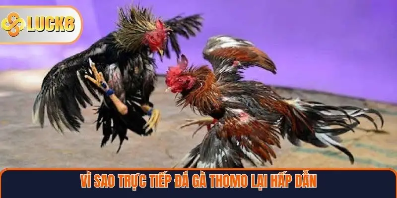 Trực Tiếp Đá Gà Thomo – Trải Nghiệm Đỉnh Cao Từ Trường Gà Campuchia 3 Vì sao trực tiếp đá gà Thomo lại hấp dẫn